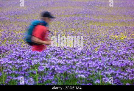 Ruuner sur le chemin à travers le champ de Phacelia tanacetifolia, Lacy phacelia, tansy bleu ou tansy pourpre. Récolte de couverture respectueuse des abeilles, fumier vert. ROYAUME-UNI Banque D'Images