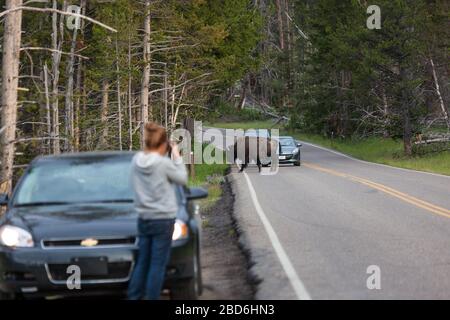 YELLOWSTONE NATIONAL PARK, États-Unis - 12 juillet 2014 : un grand taureau de bison qui traverse la route en face d'une voiture avec un touriste prenant des photos à Yellowst Banque D'Images