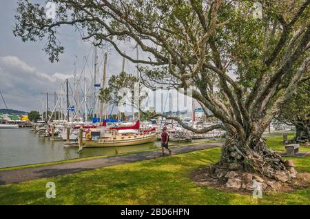 Titoki (chêne de Nouvelle-Zélande) au sentier de la boucle Hatea, bateaux à la marina du bassin de la ville à la rivière Hatea à Whangarei, région du Northland, île du Nord, Nouvelle-Zélande Banque D'Images