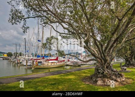 Titoki (chêne de Nouvelle-Zélande) au sentier de la boucle Hatea, bateaux à la marina du bassin de la ville à la rivière Hatea à Whangarei, région du Northland, île du Nord, Nouvelle-Zélande Banque D'Images