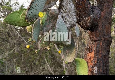 Cactus géant de la poire Opuntia echios gigantea Banque D'Images