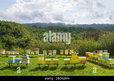 Ruches d'abeilles en bois de Сolourful dans le défrichement des prairies forestières dans les montagnes. Banque D'Images