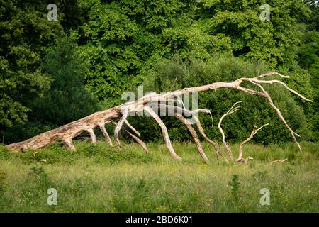 Un vieux arbre sec tombé contre une végétation luxuriante en pleine floraison comme juxtaposition de la nature le jour d'été ensoleillé dans le parc national de Killarney, comté de Kerry, Irlande Banque D'Images