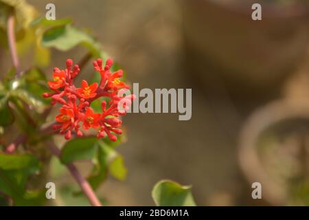 Quelques très belle fleur rouge typique de laitoued avec pollen jaune et feuilles vertes poussant dans le pot de jardin avec fond flou et foyer sélectif Banque D'Images