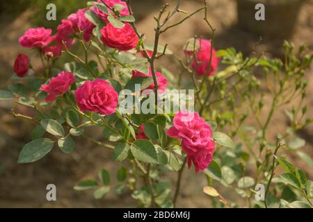 De très belles roses rosâtre ( rosa ) fleurs dans un tas croissant dans un jardin avec des feuilles vertes et l'arrière-plan flou, l'accent sélective Banque D'Images