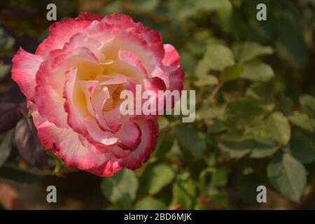 Gros plan d'un beau blanc avec une rose d'ombre, Rosa fleurit dans un jardin du Bengale occidental, Inde, focalisation sélective Banque D'Images