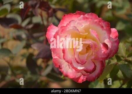 Gros plan d'un beau blanc avec une rose d'ombre, Rosa fleurit dans un jardin du Bengale occidental, Inde, focalisation sélective Banque D'Images