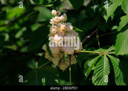 Symbole Du Marronnier De Kiev En Ukraine Photo Stock Alamy