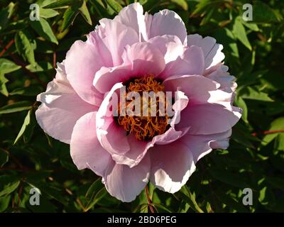 Pivoine de l'arbre de Moulan (Paeonia suffruticosa) avec la teinte rose sur l'arrière-plan des feuilles vertes. Printemps dans le jardin de la ville avec fleur en fleurs de Paeoni Banque D'Images