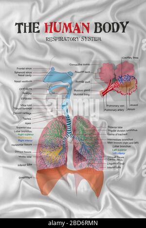 schéma du système respiratoire du corps humain sur la texture du tissu satiné en soie. Banque D'Images