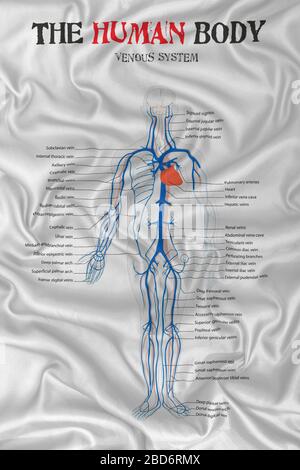 schéma du système veineux du corps humain sur la texture du tissu satiné en soie. Banque D'Images