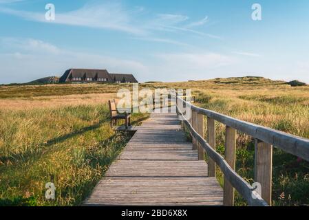 Paysage d'été sur l'île de Sylt avec passerelle en bois sur les dunes couvertes de grandes herbes et de mousse. Réserve naturelle allemande le soir. Banque D'Images