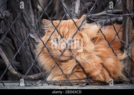 Poils longs de chat tabby orange derrière une grille Banque D'Images