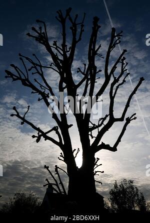 Londres, Royaume-Uni. 7 avril 2020 Silhouette d'un arbre élagué sous le ciel bleu et avec un sentier de vapeur Andrew Fosker / Alay Live News Banque D'Images