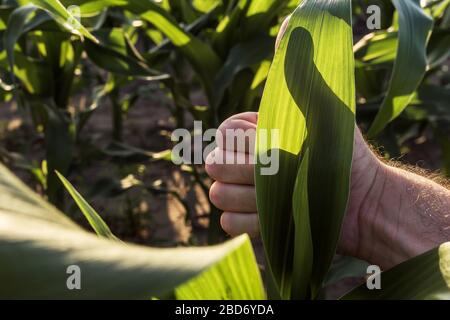 Agriculteur satisfait gesturing Thumbs up en champ de maïs, Close up of hand Banque D'Images