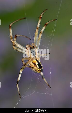 Macro d'araignée sur les fils de soie de son toile d'araignée et vu d'en haut Banque D'Images