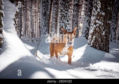 Chien brun courant dans une neige profonde dans une forêt de pins enneigée pendant l'hiver. Aventure en plein air, animal de compagnie actif et concept de nature hivernale. Banque D'Images