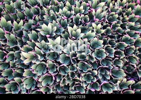 Motif décoratif répétitif de feuilles vertes et violettes, vue à plat. Banque D'Images