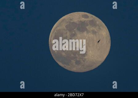 Édimbourg, Royaume-Uni. 07 avril 2020 photo : dans un moment de calme pendant la crise de la VID19, la Super Lune monte au-dessus d'Édimbourg. Crédit : Rich Dyson/Alay Live News Banque D'Images