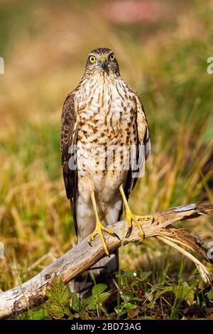 Alerte appareil photo eurasie face à la sparrowawk en été Banque D'Images