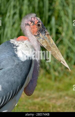 Portrait de profil (crumeniferus marabou stork Flamant rose (Phoenicopterus ruber) Banque D'Images