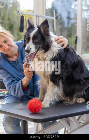 Toilettage du chien Collie de bordure. Le chien est assis sur la table de toilettage. La boule de jeu rouge est placée sur la table. Banque D'Images