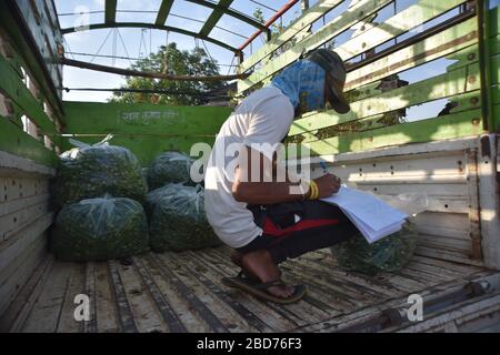 Murbad, Maharashtra, Inde. 13 janvier 2014. Agriculteur faisant le plein des petits doigts frais d'une ferme pendant le verrouillage national.après les mouvements restreints et la fermeture des principaux marchés pendant le verrouillage de 21 jours, la demande pour tous les légumes de la ville a augmenté. Les rares agriculteurs à avoir accès à la demande sont occupés pendant cette période de verrouillage. Crédit: Sandeep Rasal/SOPA Images/ZUMA Wire/Alay Live News Banque D'Images