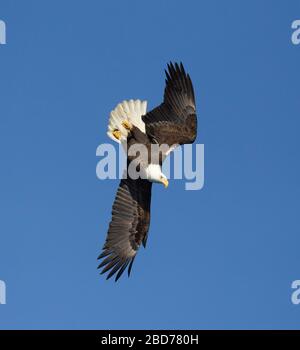 Bald Eagle adulte plongée en bas Banque D'Images