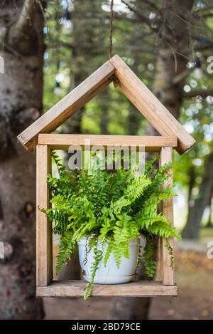 Fern plante dans un pot de fleurs blanc sur une étagère en bois Banque D'Images
