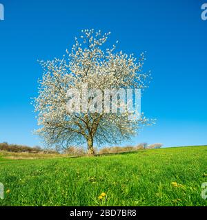 Cerisier fleuri sur un pré vert avec pissenlit sous un ciel bleu, près de Witzenhausen, Hesse, Allemagne Banque D'Images