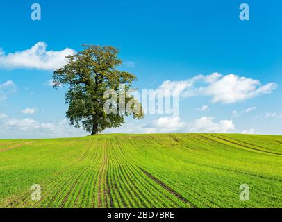 Grand vieux chêne (Quercus Robur) sur le terrain avec semis d'hiver sous le ciel bleu, Mecklembourg Suisse, Mecklembourg-Poméranie occidentale, Allemagne Banque D'Images