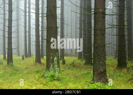 Forêt d'épicéa avec brouillard dans le parc national de Harz, près de Schierke, Saxe-Anhalt, Allemagne Banque D'Images