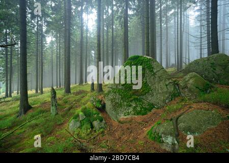 Forêt sauvage dans le parc national de Harz, forêt d'épicéa couverte de brouillard, gros rochers couverts de mousse, Saxe-Anhalt, Allemagne Banque D'Images