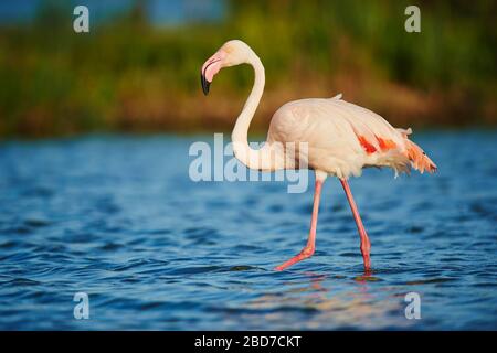 Le Grand Flamingo (Phoenicopterus roseus) progresse en eaux peu profondes, Parc naturel Régional de Camargue, France Banque D'Images