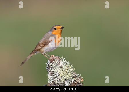 Le robin européen (erithacus rubecula) assis sur la russe des arbres couverts de lichen, Rhénanie-du-Nord-Westphalie, Allemagne Banque D'Images