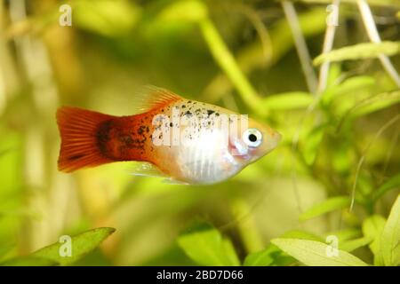 Platy (Xiphophophorus maculatus), un aquarium d'eau douce populaire Platy oder auch Spiegelkärpfling (Xiphophorus maculatus), éine beliebter Süßwasser- Banque D'Images