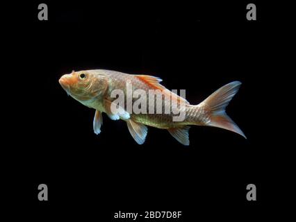 Carpe de koi, carpe commune (Cyprinus carpio carpio), captive, France Banque D'Images