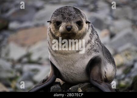 Un phoque à fourrure se trouve sur des rochers en Géorgie du Sud, près de l'Antarctique Banque D'Images