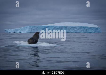 Un phoque est assis sur un iceberg à côté de l'iceberg 68, le plus grand iceberg au monde Banque D'Images