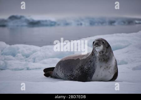 Un sceau repose sur un iceberg en Antarctique Banque D'Images