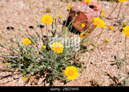 Désert de Marigold - Baileya Muliradiata. Un natif amoureux du soleil aux déserts du nord du Mexique et des États-Unis du Sud-est. Banque D'Images