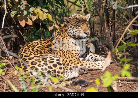 Jaguar se reposant sur une journée chaude dans le Pantanal au Brésil Banque D'Images