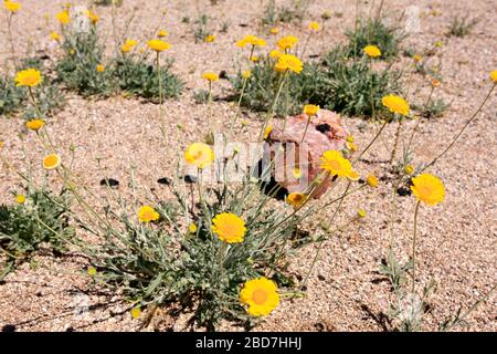 Désert de Marigold - Baileya Muliradiata. Un natif amoureux du soleil aux déserts du nord du Mexique et des États-Unis du Sud-est. Banque D'Images