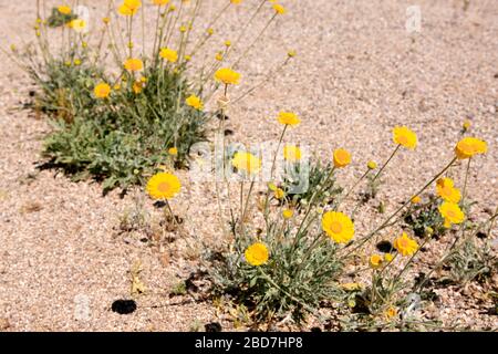 Désert de Marigold - Baileya Muliradiata. Un natif amoureux du soleil aux déserts du nord du Mexique et des États-Unis du Sud-est. Banque D'Images