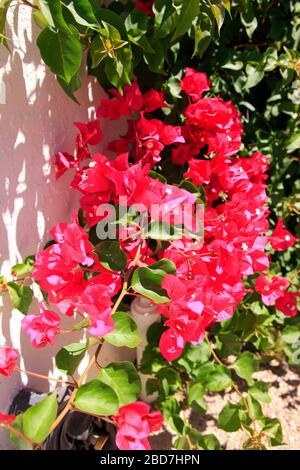 Bougainvillea aussi appelé Santa Ponsa, la plante ornementale épineuse originaire d'Amérique du Sud. Banque D'Images