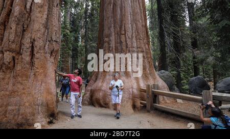 Les randonneurs se reposent par des arbres géants de Sequoia sur le sentier jusqu'à l'arbre général Sherman Banque D'Images