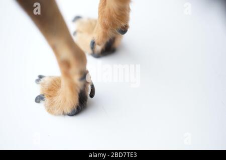 Pattes avec griffes longues d'un petit chien sur fond blanc gros plan,photo macro. Banque D'Images