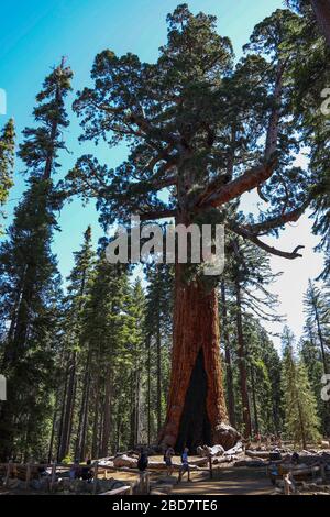 Le Grizzly Giant est une suite géante à Mariposa Grove, située dans le parc national de Yosemite. Banque D'Images