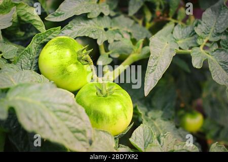 Gros plan des tomates vertes dans l'herbe épaisse. Jardin en été. Banque D'Images