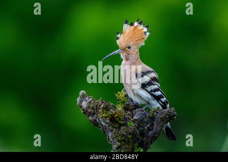 hoopoe (Upupa epops), se trouve sur un snag d'arbres, en Allemagne, en Bavière Banque D'Images